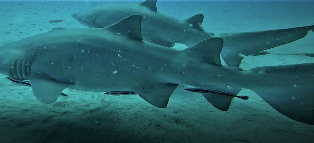 17bff778-9c3e-46a9-a05e-3a8f51041c73