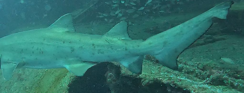 8ea84b81-6bb4-46e5-a8f2-f2e4e1ff2005