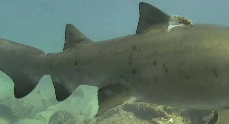 1e71c9ea-3664-4d4d-b077-477c4ef074aa