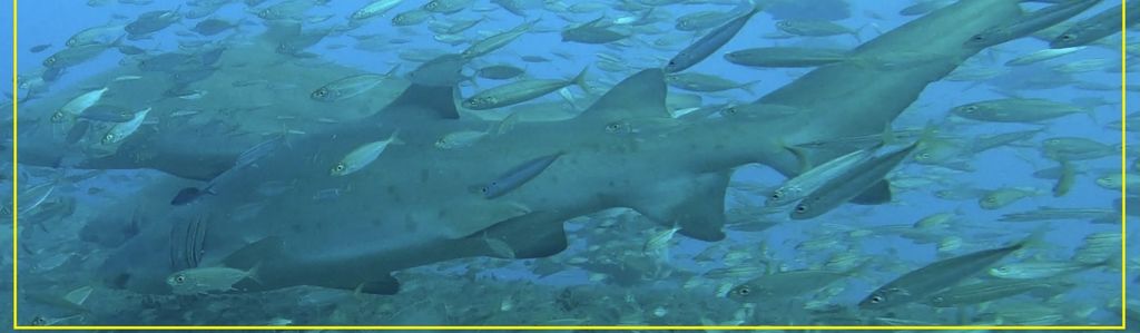 97606f1a-5843-4810-b107-687dfddc6f11