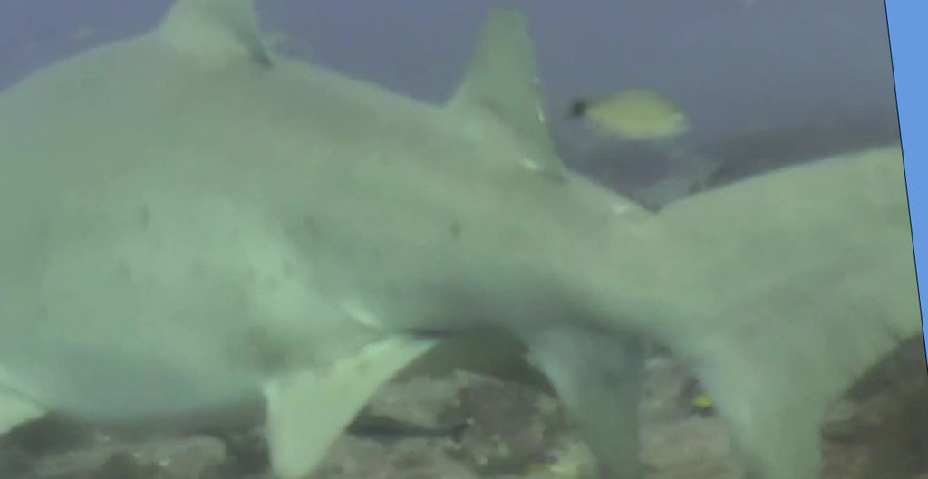 cf918e74-52b4-4818-a816-5ca723746338