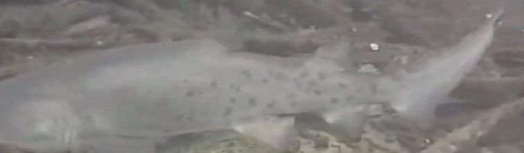 27fcee03-d574-4724-84dd-650d302912fa