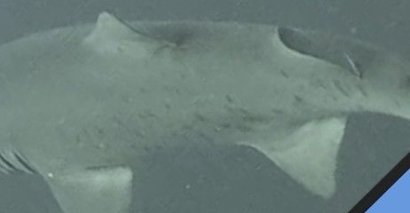 2ff850e1-c7ab-4128-b4ea-115e49c22d1c