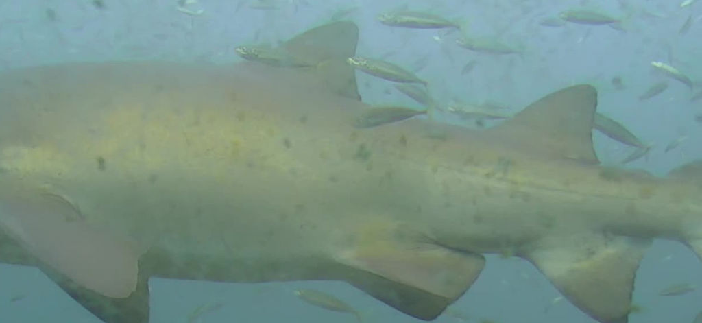 39341e3c-61c5-4075-b583-621629905287