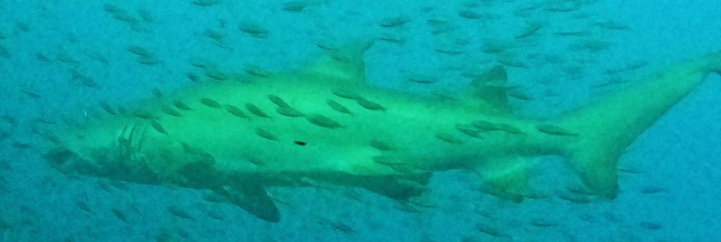 d3da49e8-cf93-4448-b4ad-78e323bd0c3b