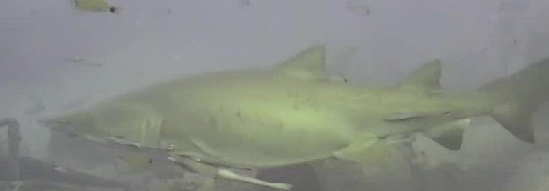 5a9c0c50-17de-4efb-bfea-03c78ed090b6