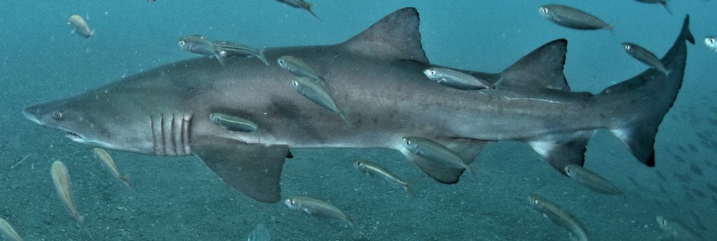 1980c769-0d7e-4aa0-b048-1e3e40d05e64