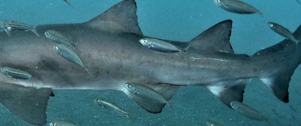 1980c769-0d7e-4aa0-b048-1e3e40d05e64