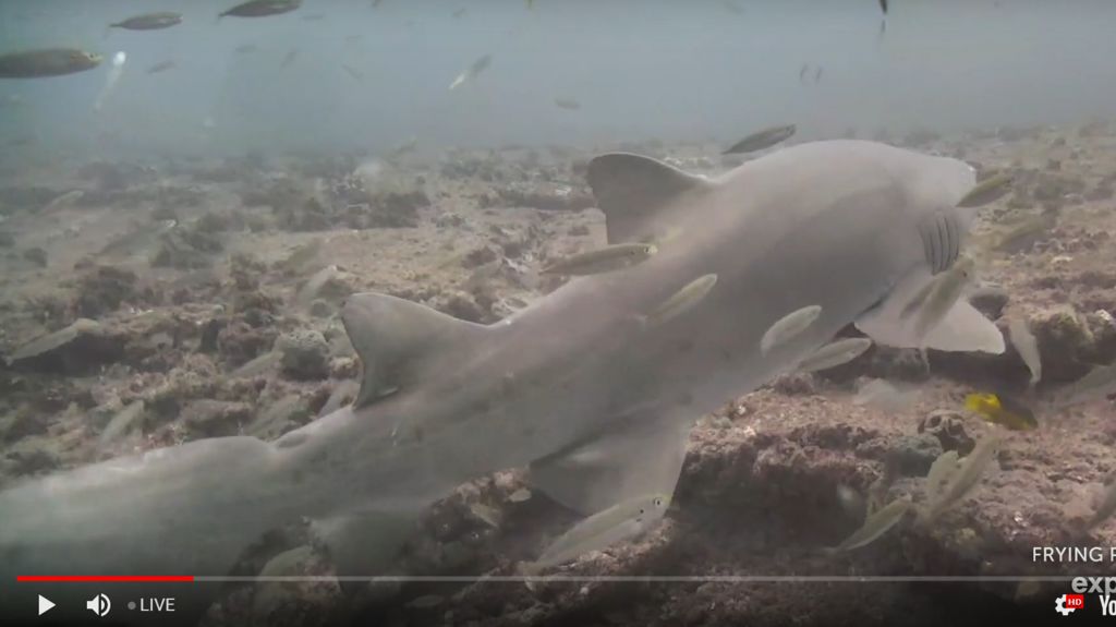 0e2e8431-4294-4f30-8704-0cf2147b8a34