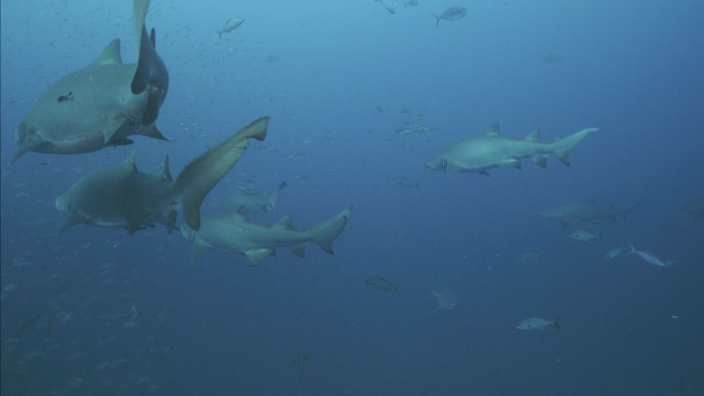 20669599-9a0f-4ce1-9557-b9bce4d9ce16