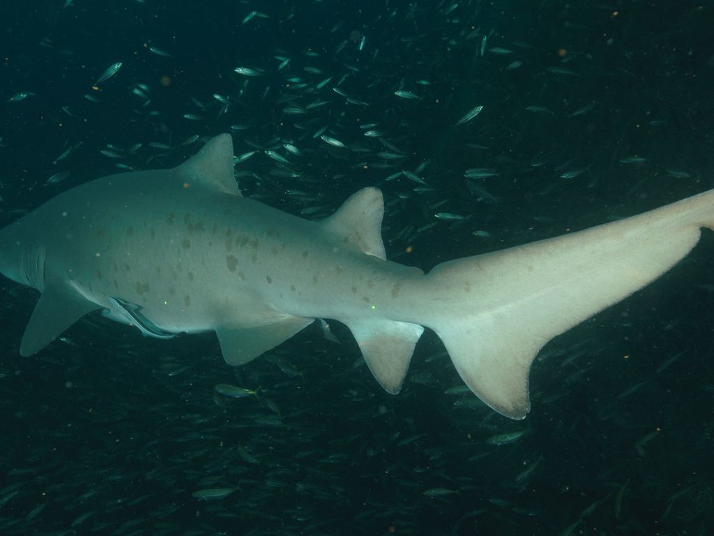 7894d6e6-cef0-424a-97d6-2168db43f215