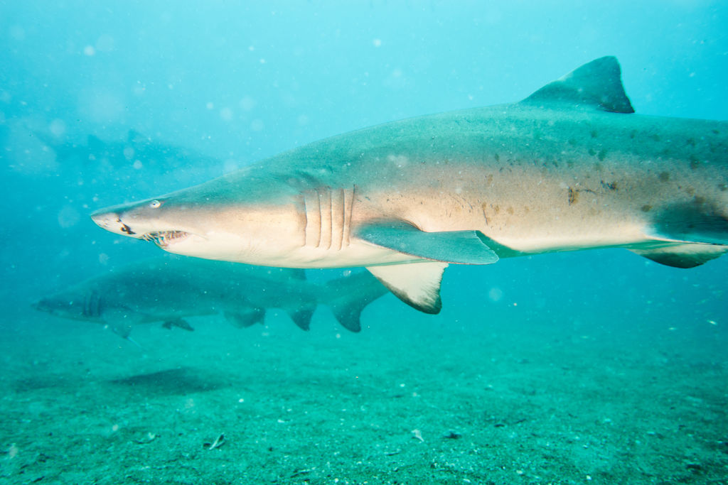 4a5e62f5-168c-4280-96f9-e00f33a24df2