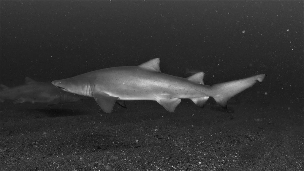 d51e3759-f4b8-4ede-99c7-e1313622c30e