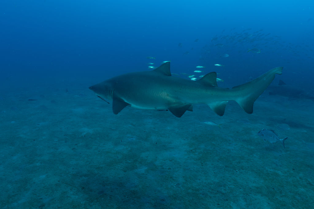 774a6dca-07fc-4b6d-95f2-8c7456a87704