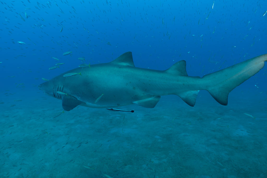 774a6dca-07fc-4b6d-95f2-8c7456a87704