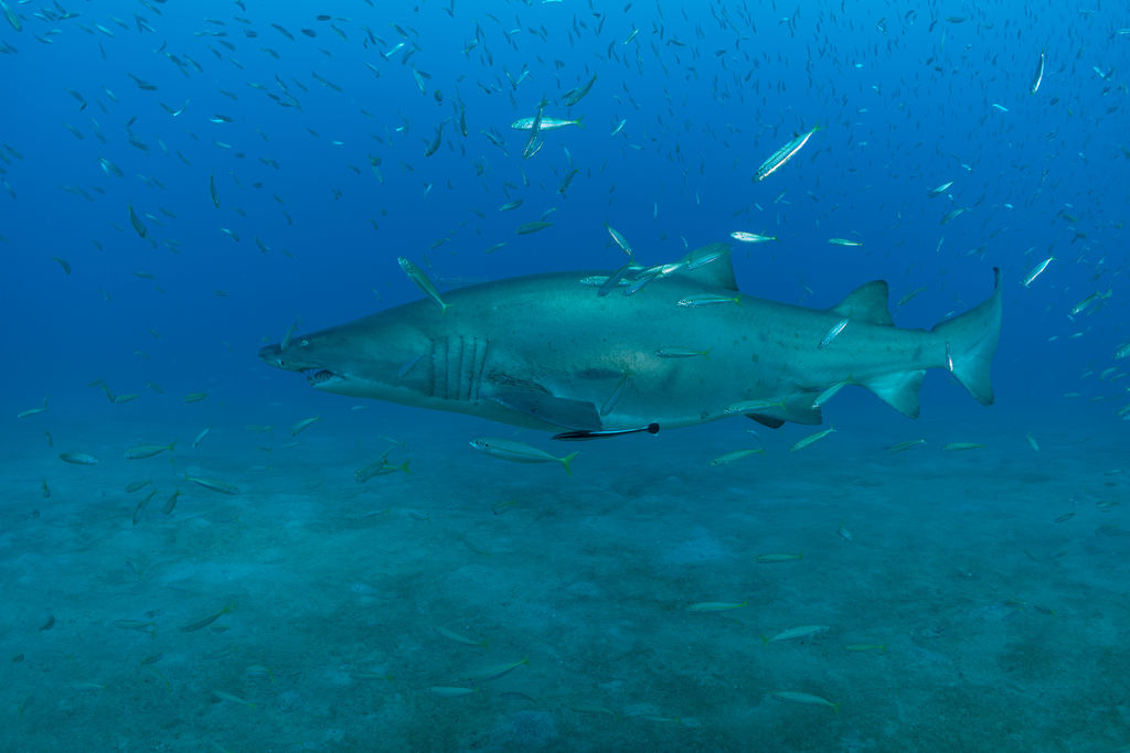 774a6dca-07fc-4b6d-95f2-8c7456a87704