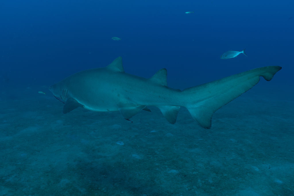 774a6dca-07fc-4b6d-95f2-8c7456a87704