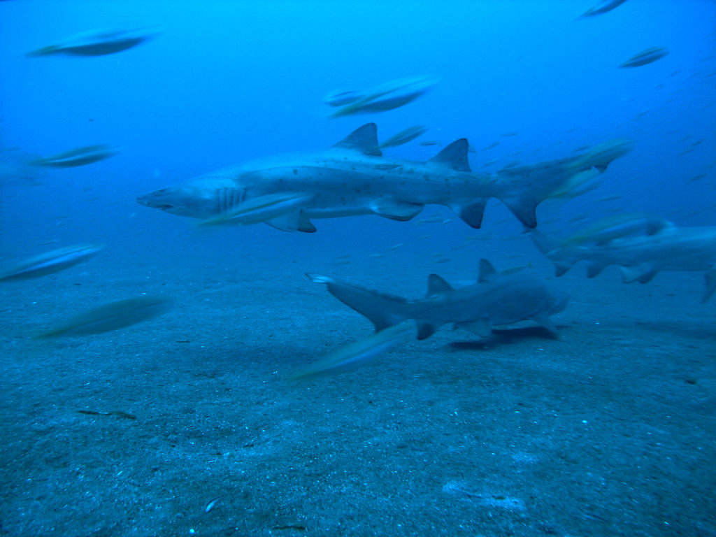 536856cf-0e10-443e-a050-8388de724fbc