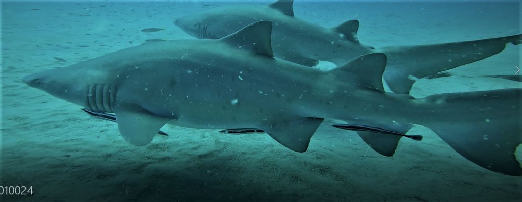 17bff778-9c3e-46a9-a05e-3a8f51041c73