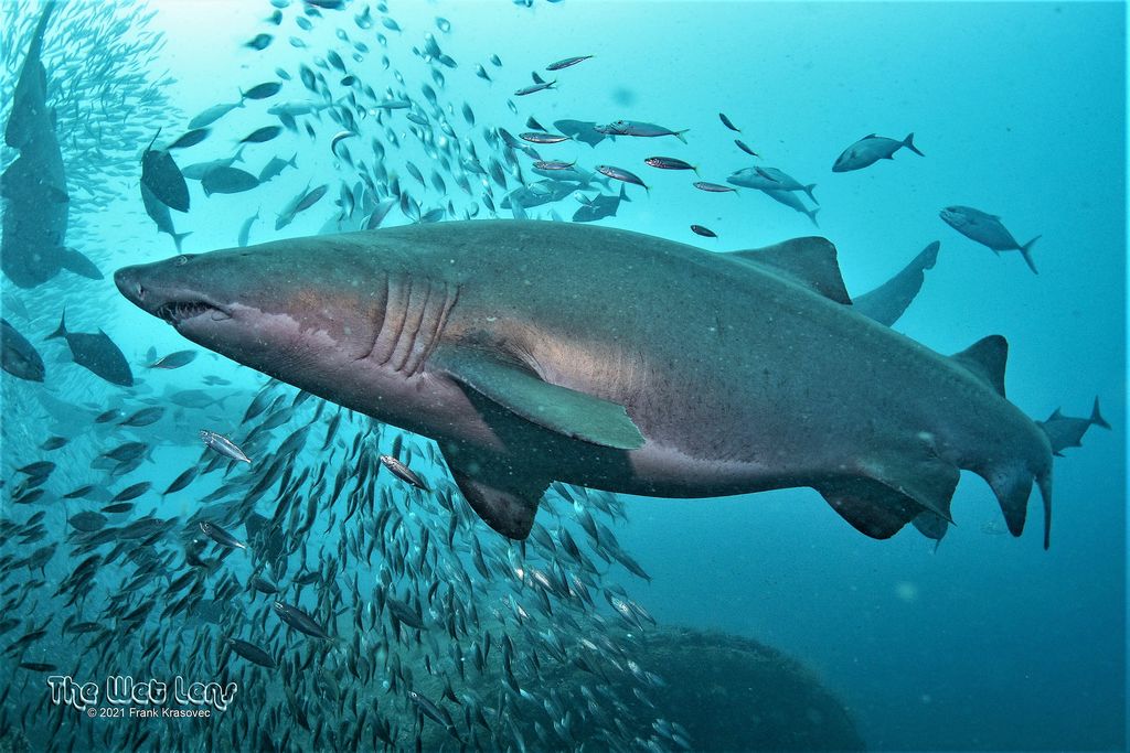 bac66b08-2083-48e2-b6e3-3f0061557479