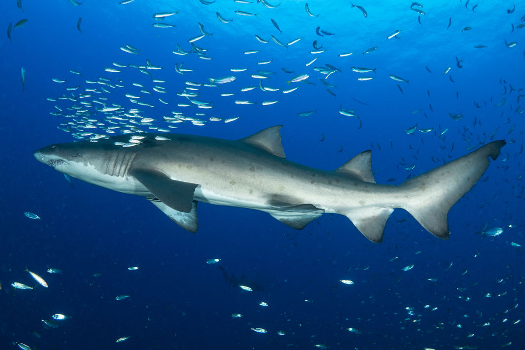 50802570-1567-4b1b-a3c4-71a8488227ae