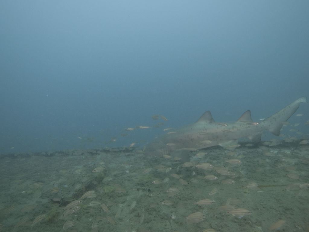 d696eb78-2d30-4250-85e1-285d8ff3786a