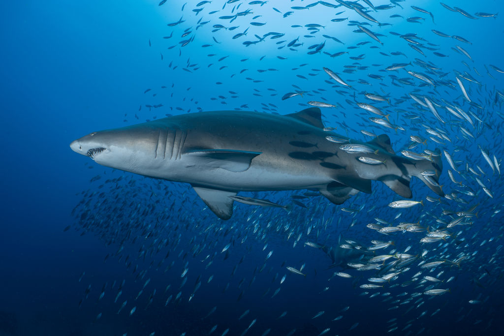 5f29dd18-927c-4c57-a06f-92276fb0e890