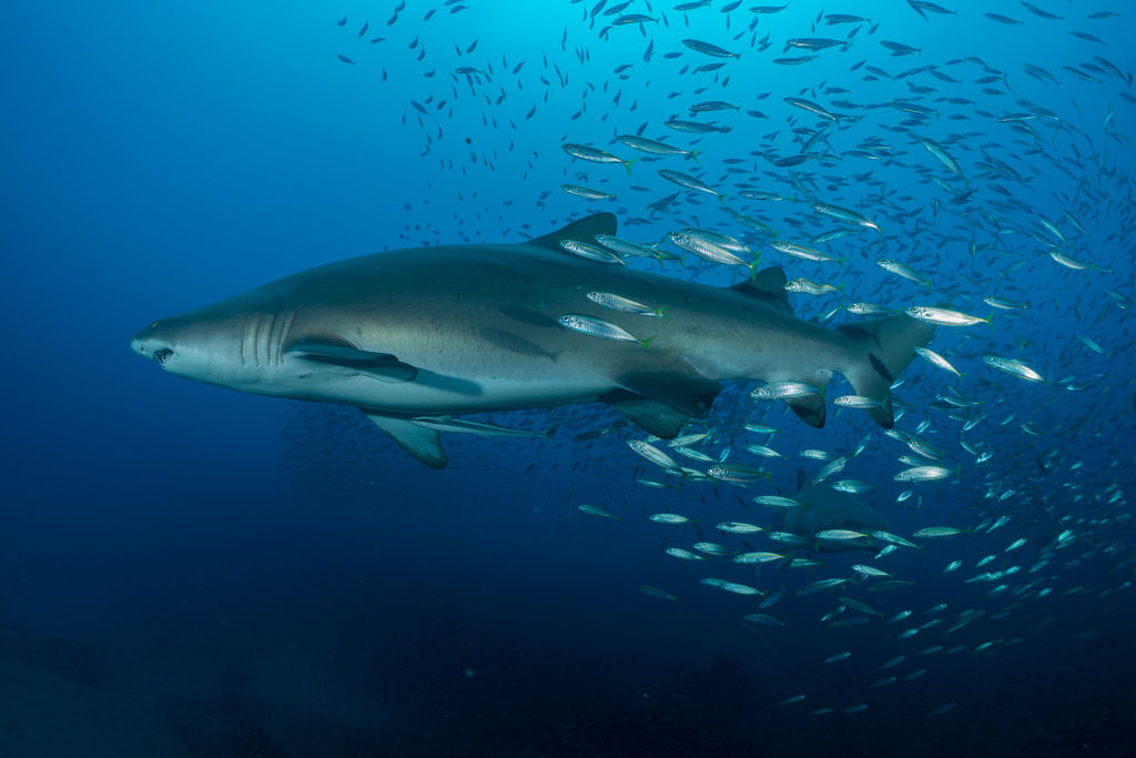 5f29dd18-927c-4c57-a06f-92276fb0e890