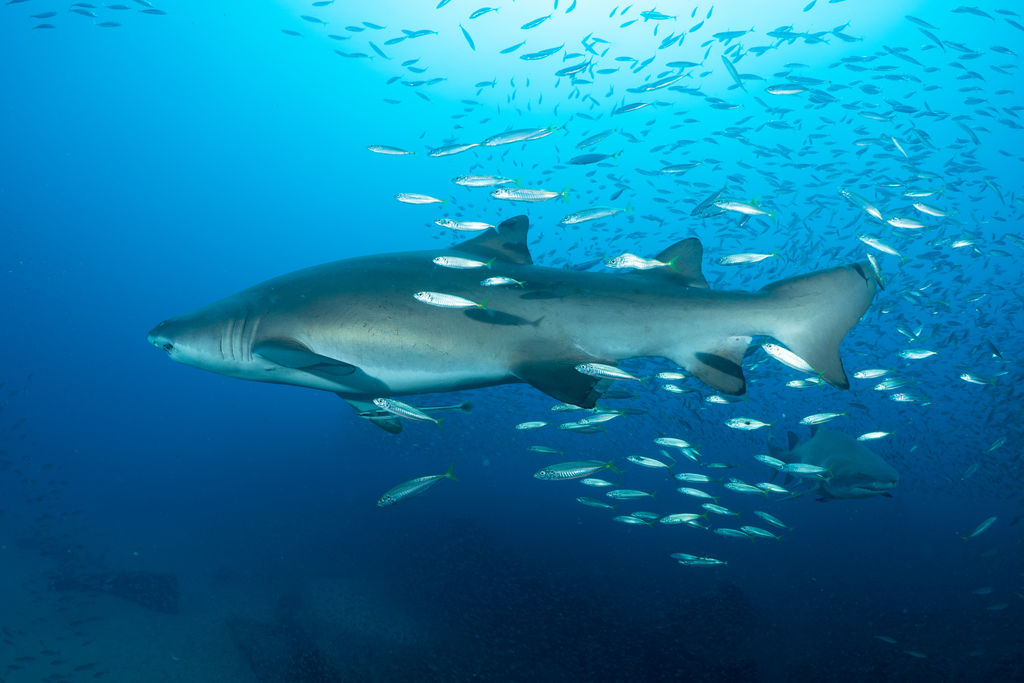 5f29dd18-927c-4c57-a06f-92276fb0e890