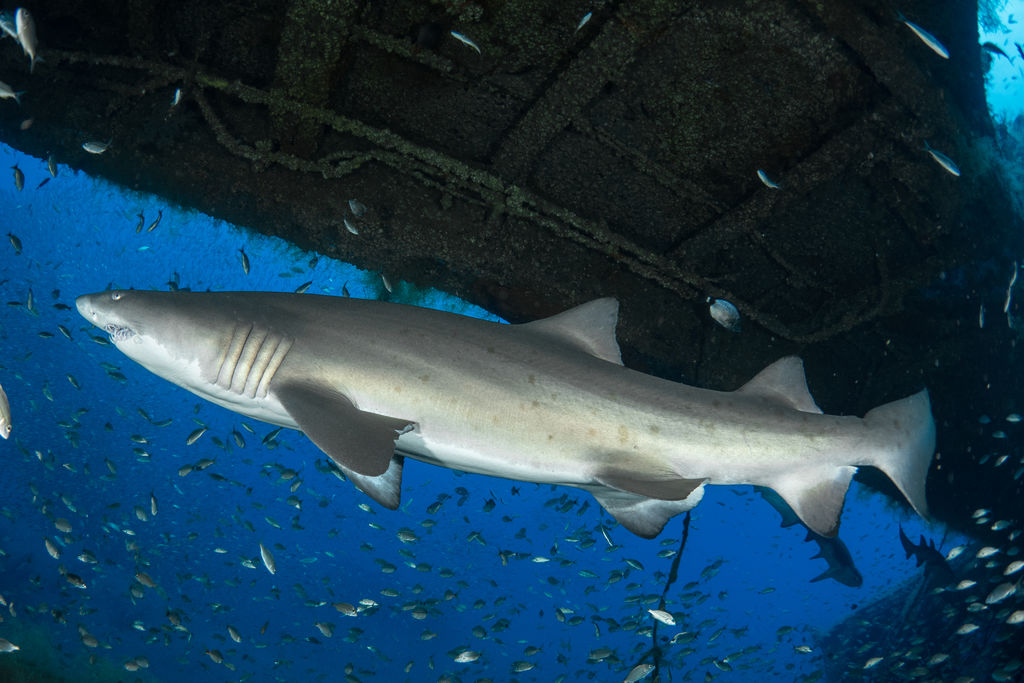 51fe7722-f910-4a77-bb3f-b7a154c7cb80