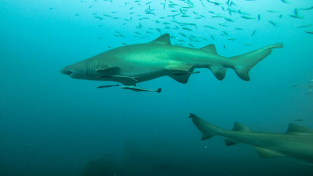 b2522e09-35c2-4a7c-8a3d-29614cbcc9cf