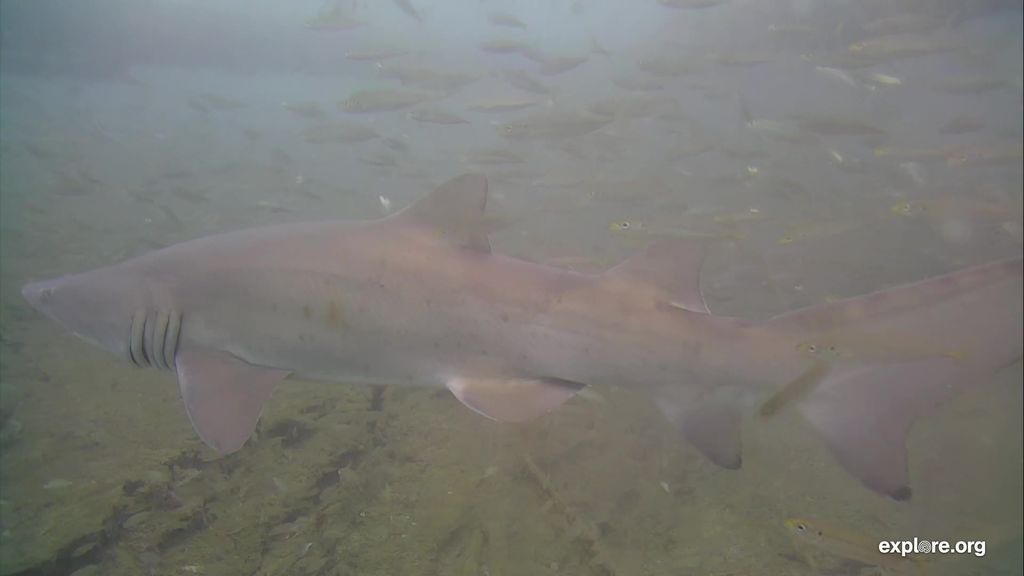 339a640a-98db-448d-bb88-c41928a10241