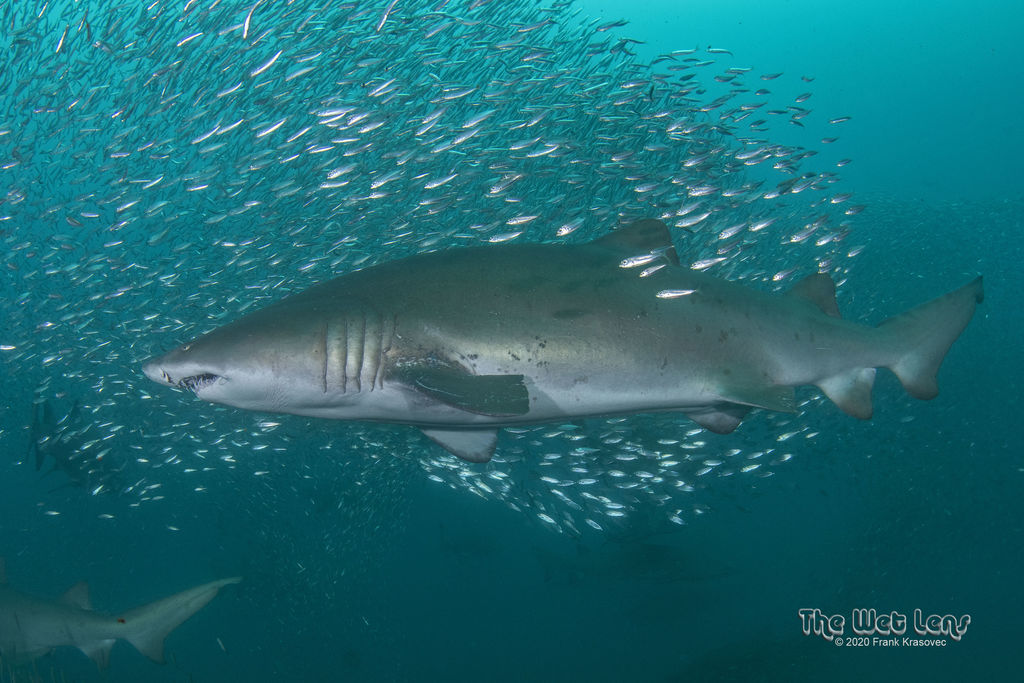 b1f4effe-1097-4270-8917-7385438f6eb1