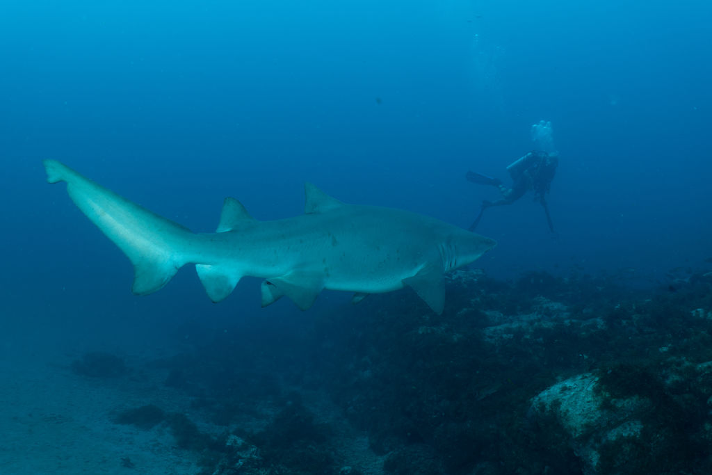 be13c20f-81a9-4686-97af-799ba02e203c