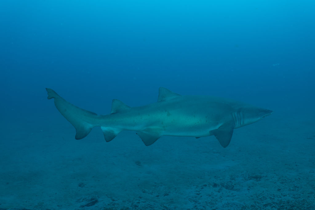 be13c20f-81a9-4686-97af-799ba02e203c