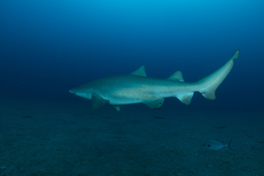 be13c20f-81a9-4686-97af-799ba02e203c