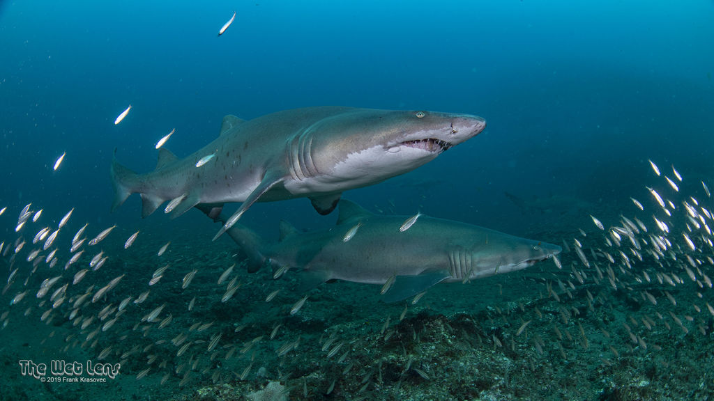 3696c7a2-88d6-411c-8ff8-0239c8845eaa