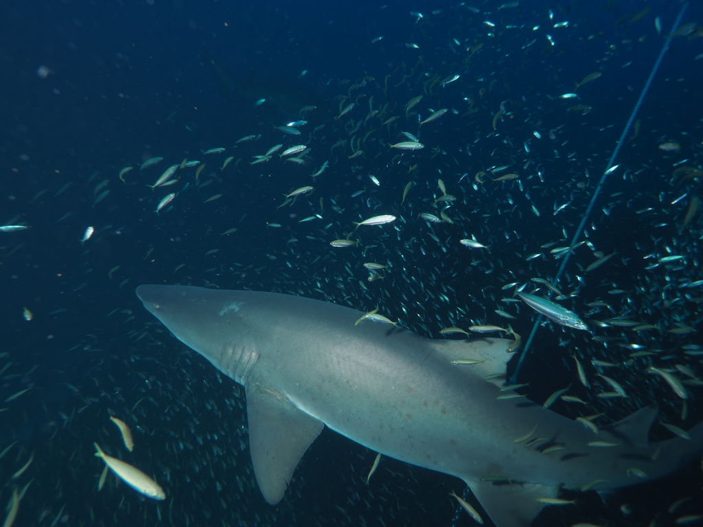 9536e7a5-fb99-4d64-9595-20d683d8f10c