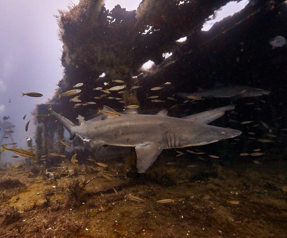 8b97b3bb-c4dc-499f-8269-a1a09d3f7042