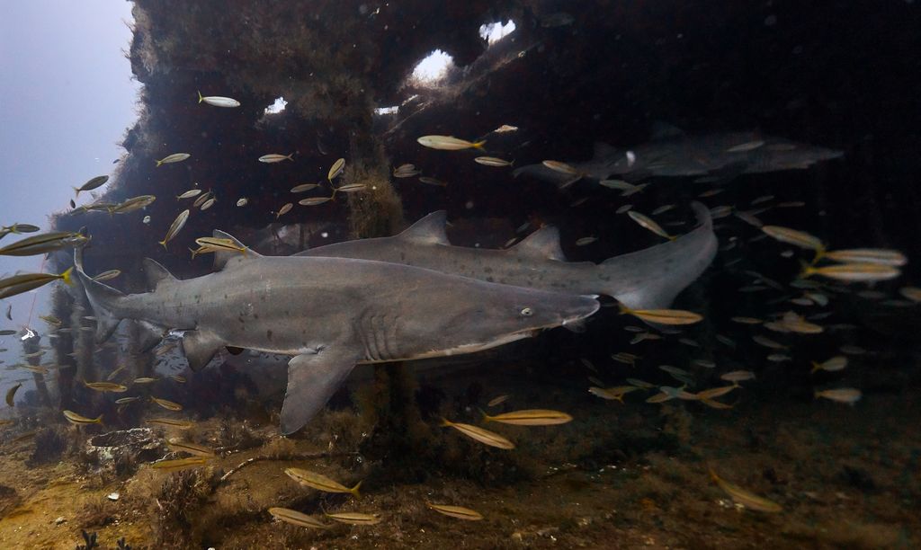 8b97b3bb-c4dc-499f-8269-a1a09d3f7042