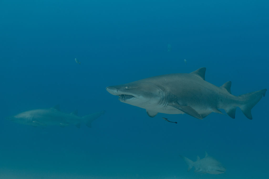 ee098e91-aa24-4bb4-8a4f-42c51d84aa30