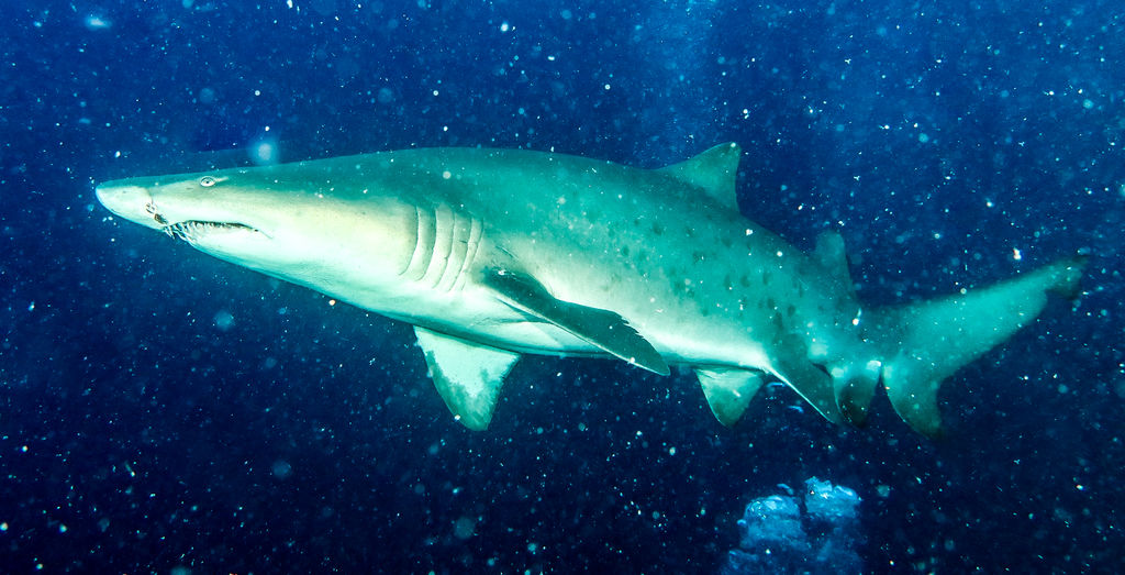 1f1e3a7a-e6e9-4c8e-b680-e81f40a1bff6