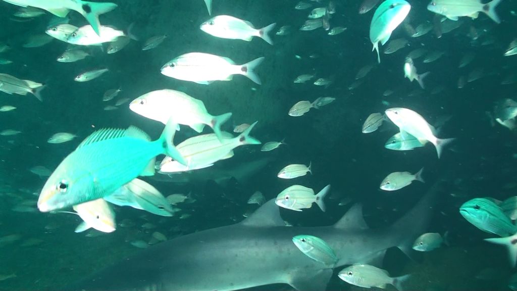 5bdea8e0-a24d-4bde-a1f5-ab9d6e93d2f4