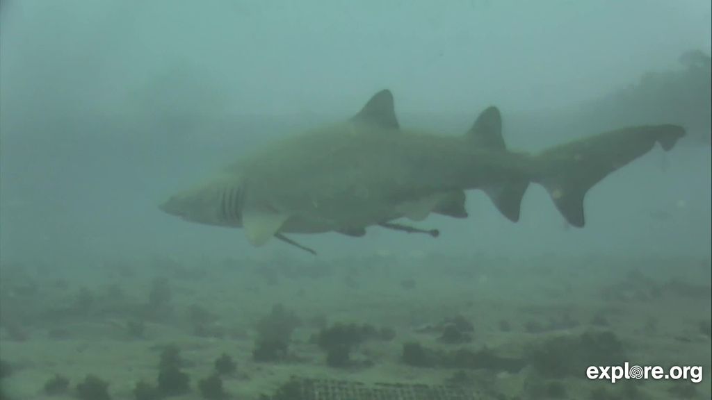 cf918e74-52b4-4818-a816-5ca723746338