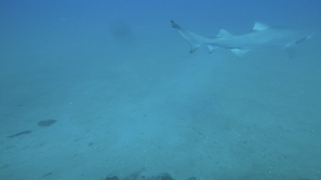 93d8c687-9b41-45ec-8ce9-6237bf2c6599