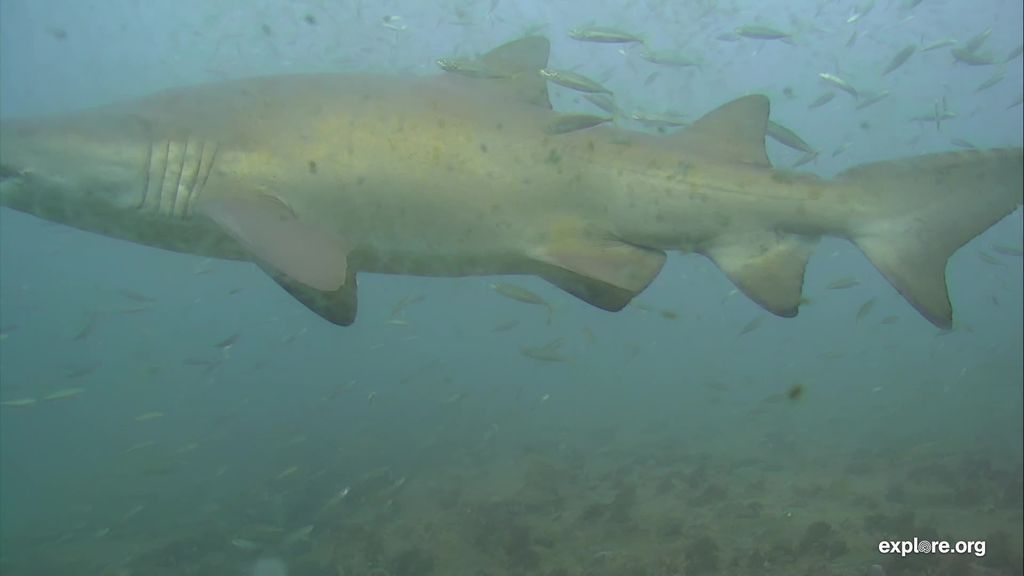 39341e3c-61c5-4075-b583-621629905287