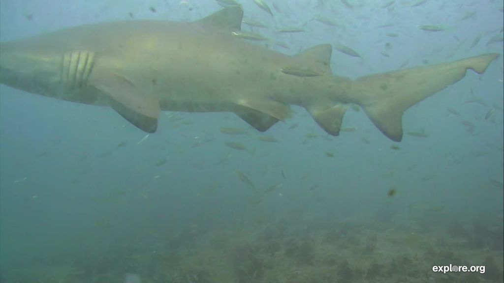 39341e3c-61c5-4075-b583-621629905287