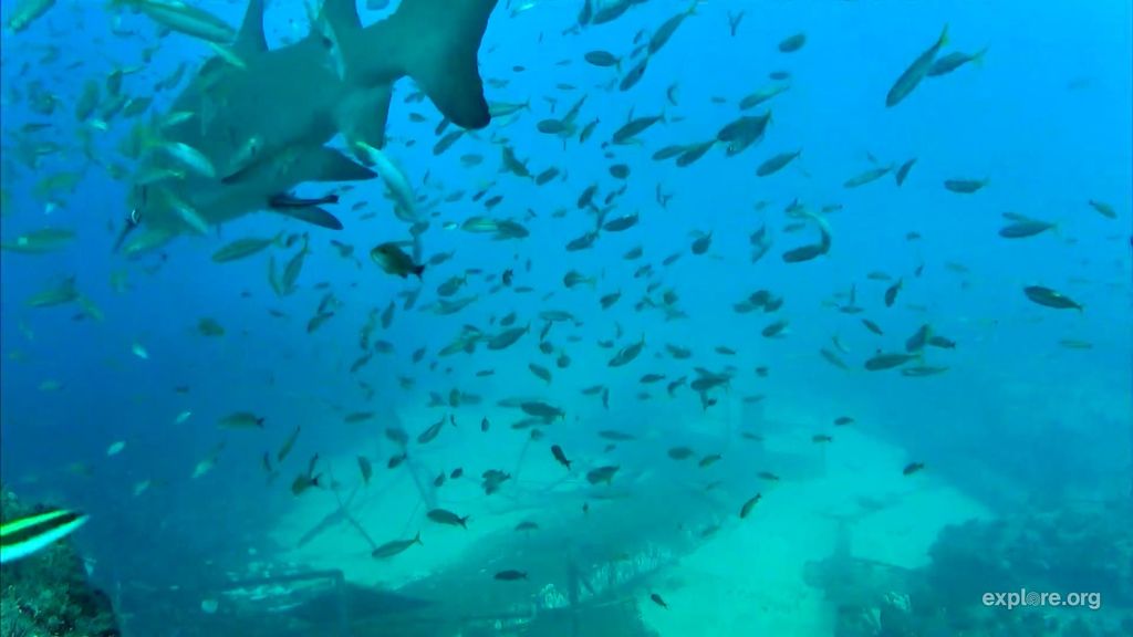 f1cd735c-5187-4569-94ff-af77b9b8f3b9