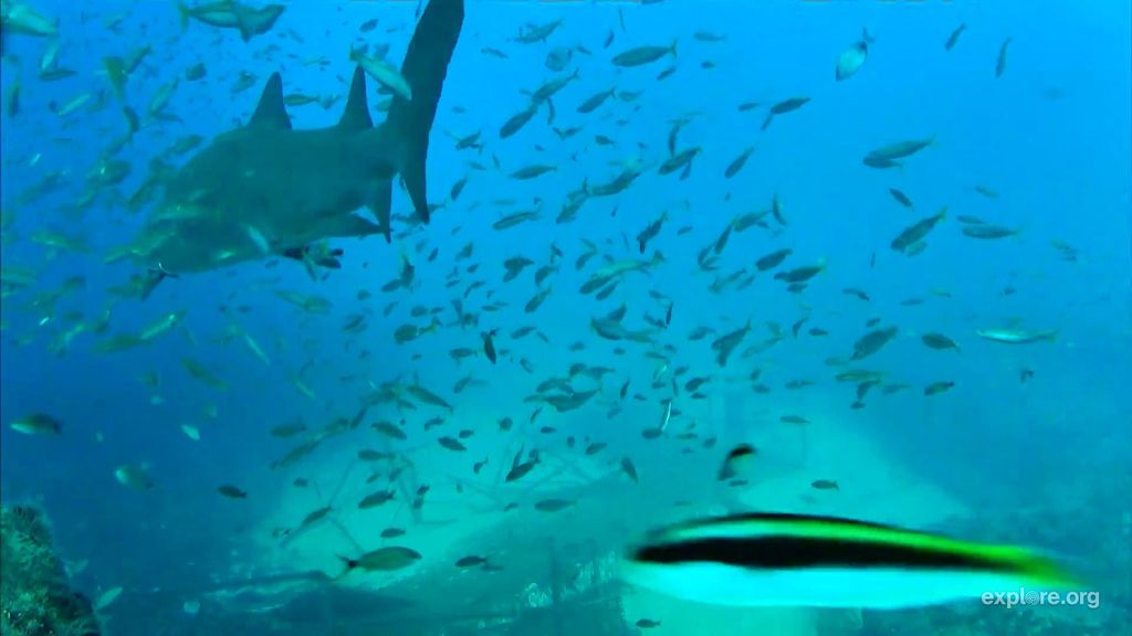 f1cd735c-5187-4569-94ff-af77b9b8f3b9