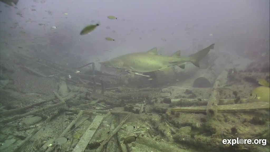 5a9c0c50-17de-4efb-bfea-03c78ed090b6